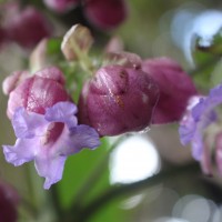 Strobilanthes lupulina Nees